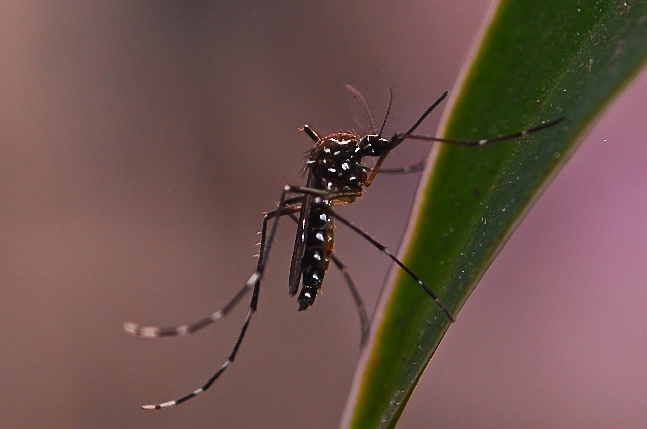 комар на листе